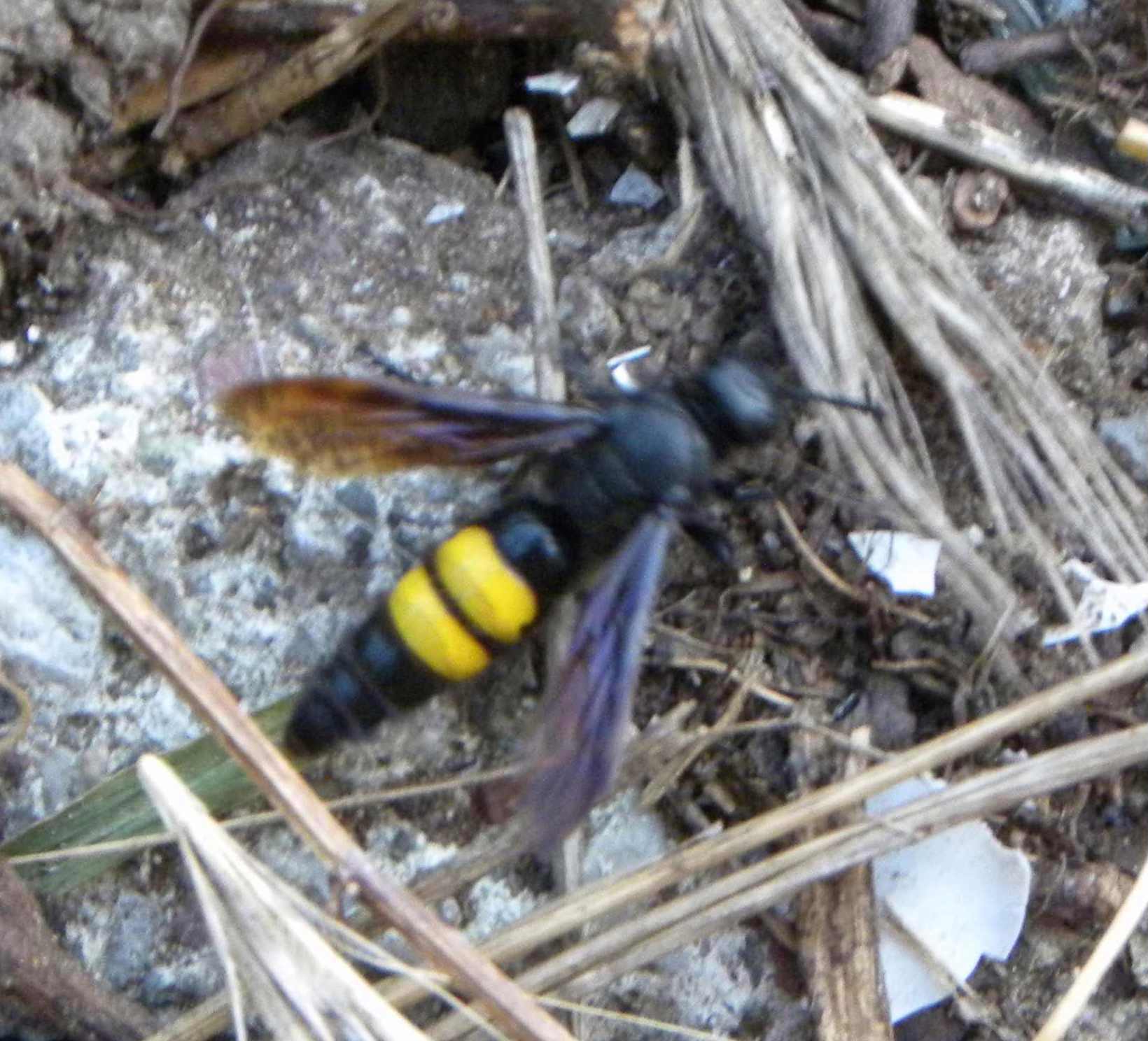 determinazione insetto: Scolia hirta (Scoliidae)